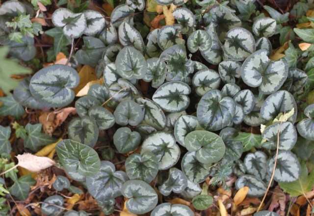 several different plants here.