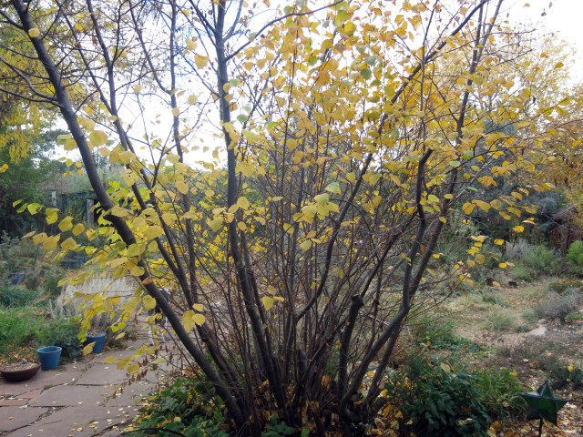 lost almost all its leaves