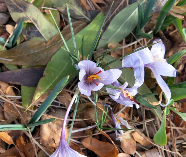 Crocus hadriaticus 'Purple Heart'