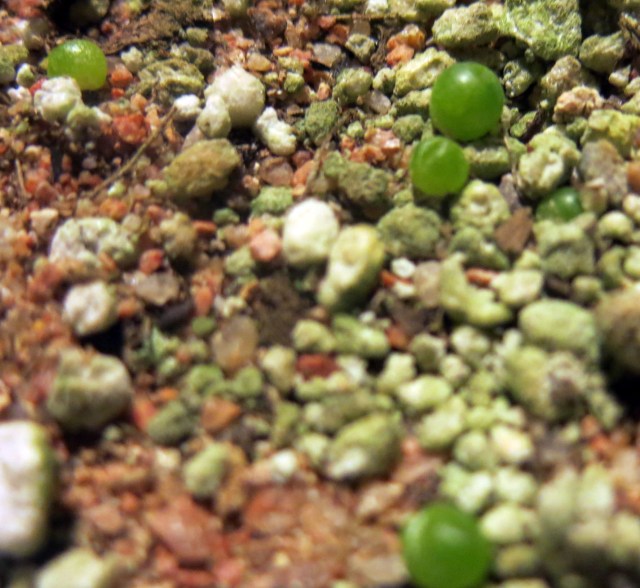 seedlings of Stomatium meyeri