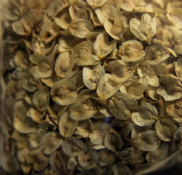 Dasylirion wheeleri seed.