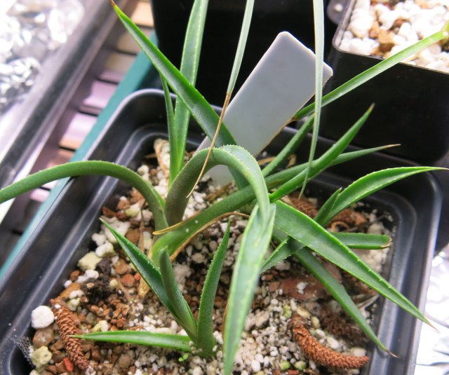 Agave toumeyana var. bella.