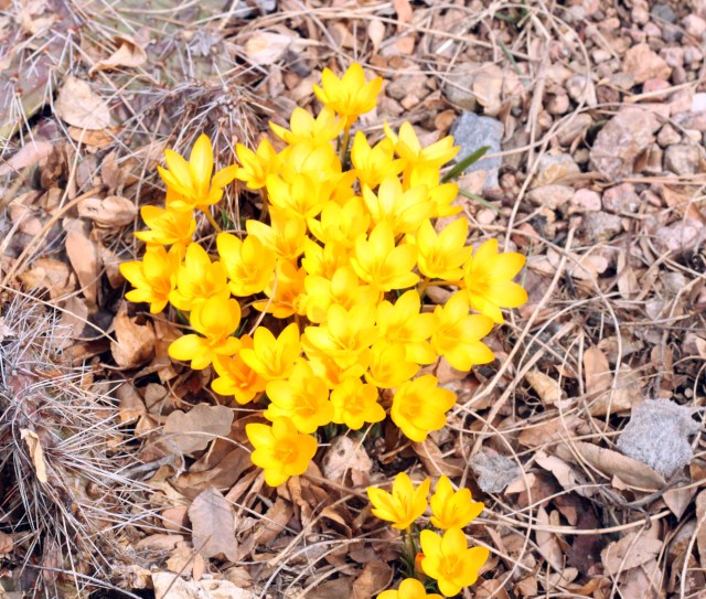Crocus ancyrensis 'Golden Bunch'
