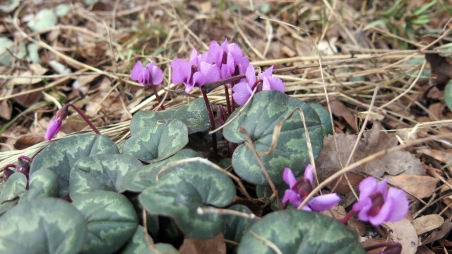 Cyclamen coum