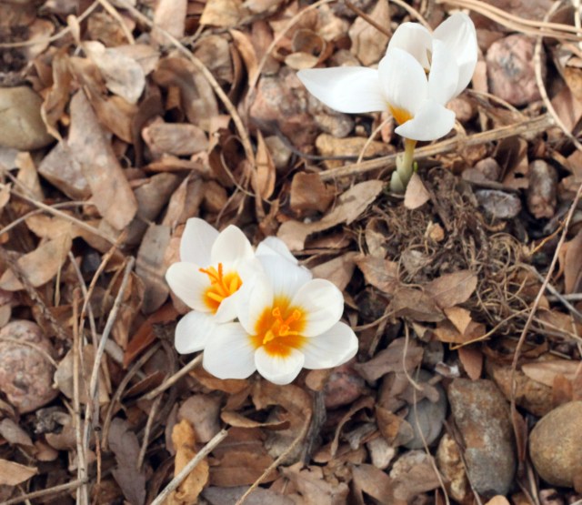 Crocus sieberi var. atticus 'Bowles' White'