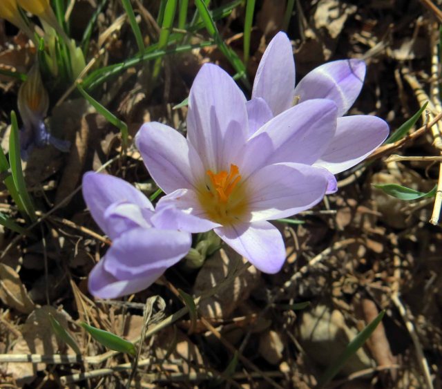 Crocus dalmaticus Petrovac