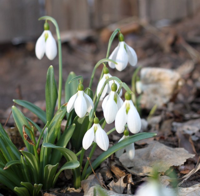 Galanthus 'Gerard Parker'