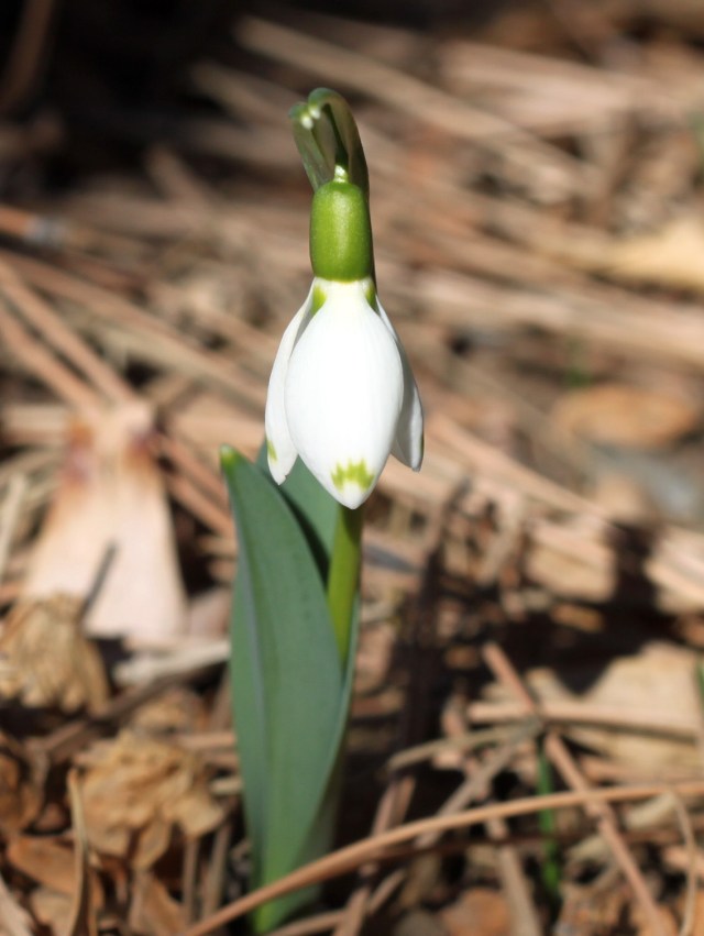 snowdrop