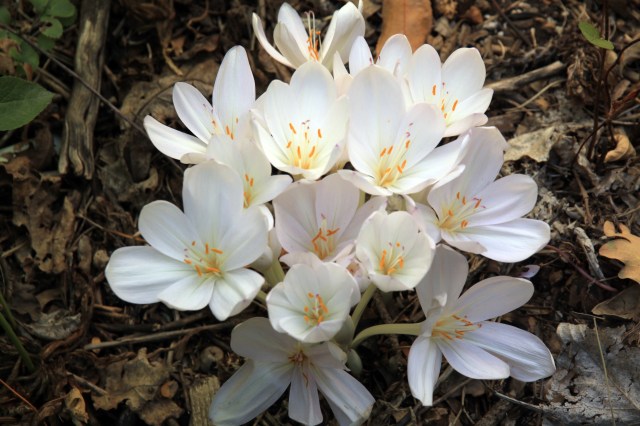 Colchicum byzantinum 'Innocence'. 