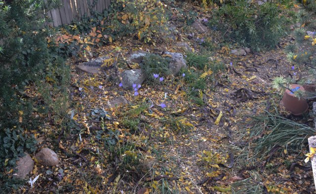 some of the crocuses and cyclamen