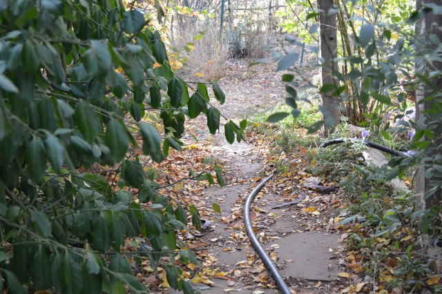the path by the shed. the hose is going into "the enclosure". a little farther down, the path forks, one going right (north), to the "way back", and the other goes past the trough patio, and then left (south) to the "employees only" section. 
