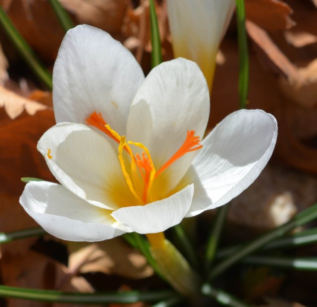 Crocus niveus.