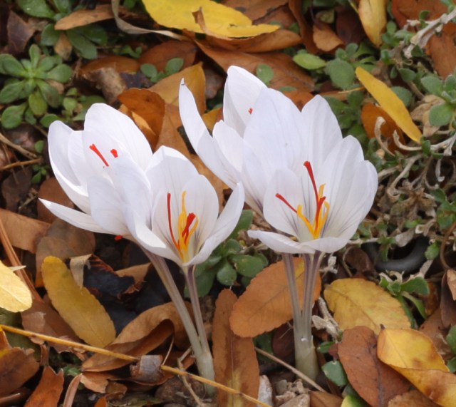 asumaniae-2_zpsy7efwzfk