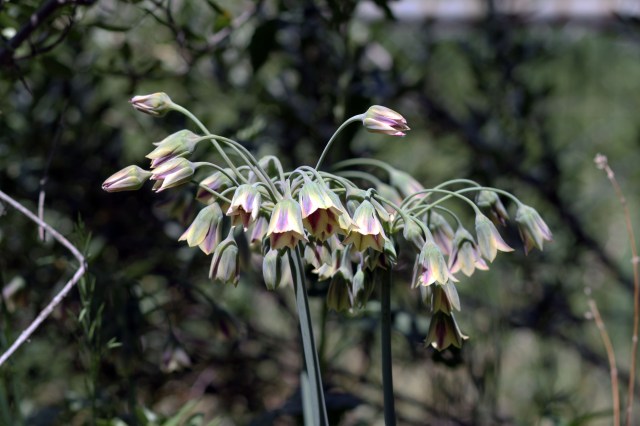 siculum